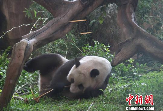 D顰似(c)L z